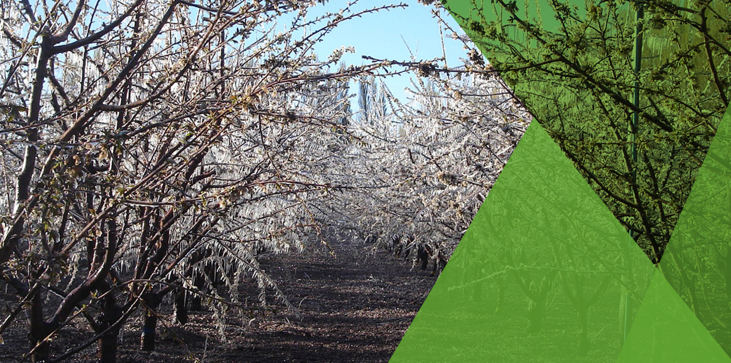 Estudio de vigilancia tecnológica sistemas de control y manejo de heladas para el sector agrícola nacional